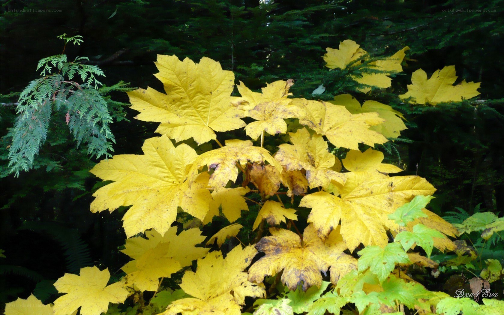 Yellow leaves in a forest