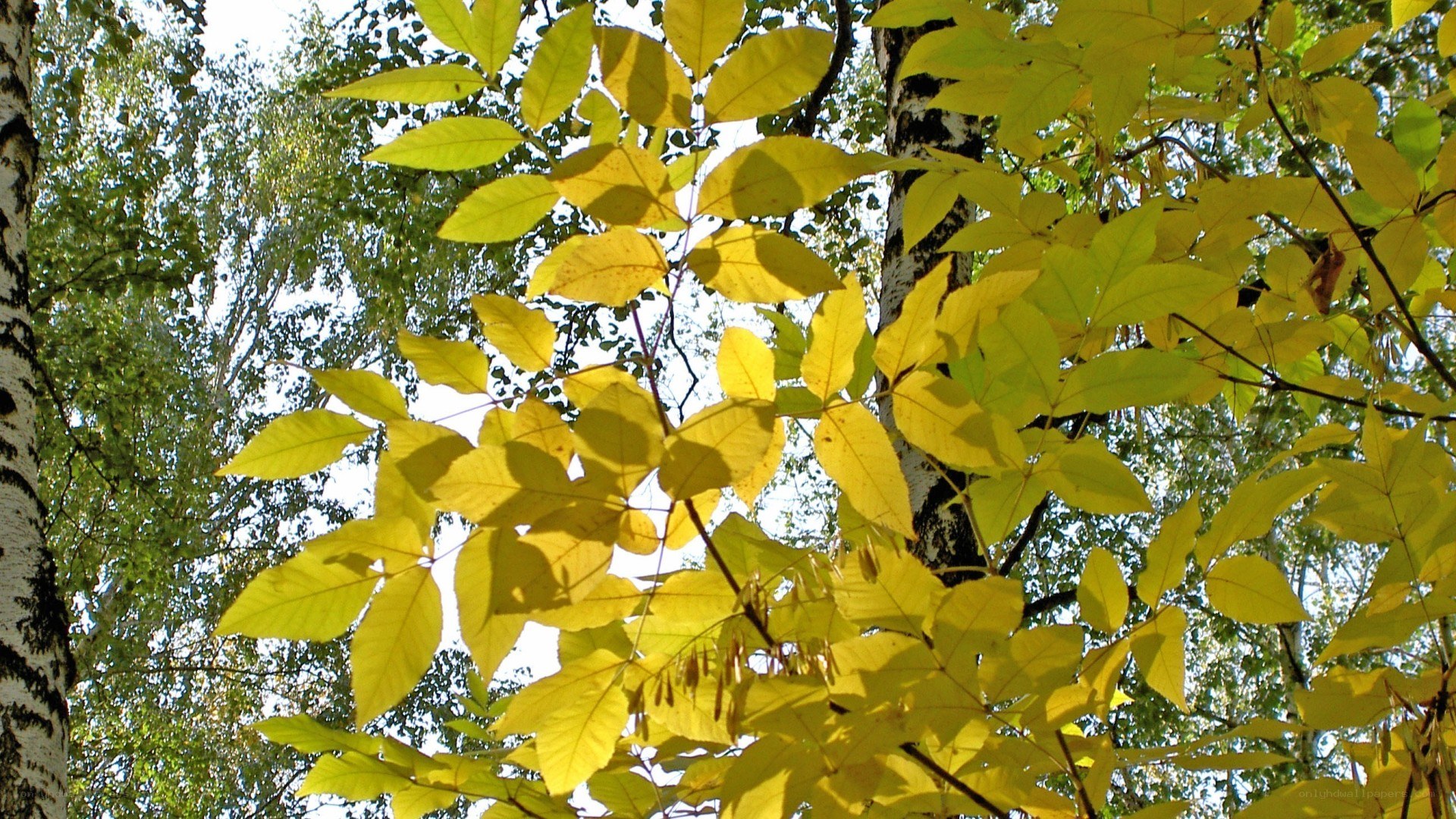 yellow leaves in autumn forest