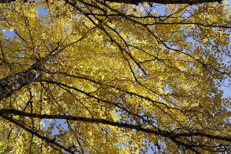 Yellow leaves in autumn