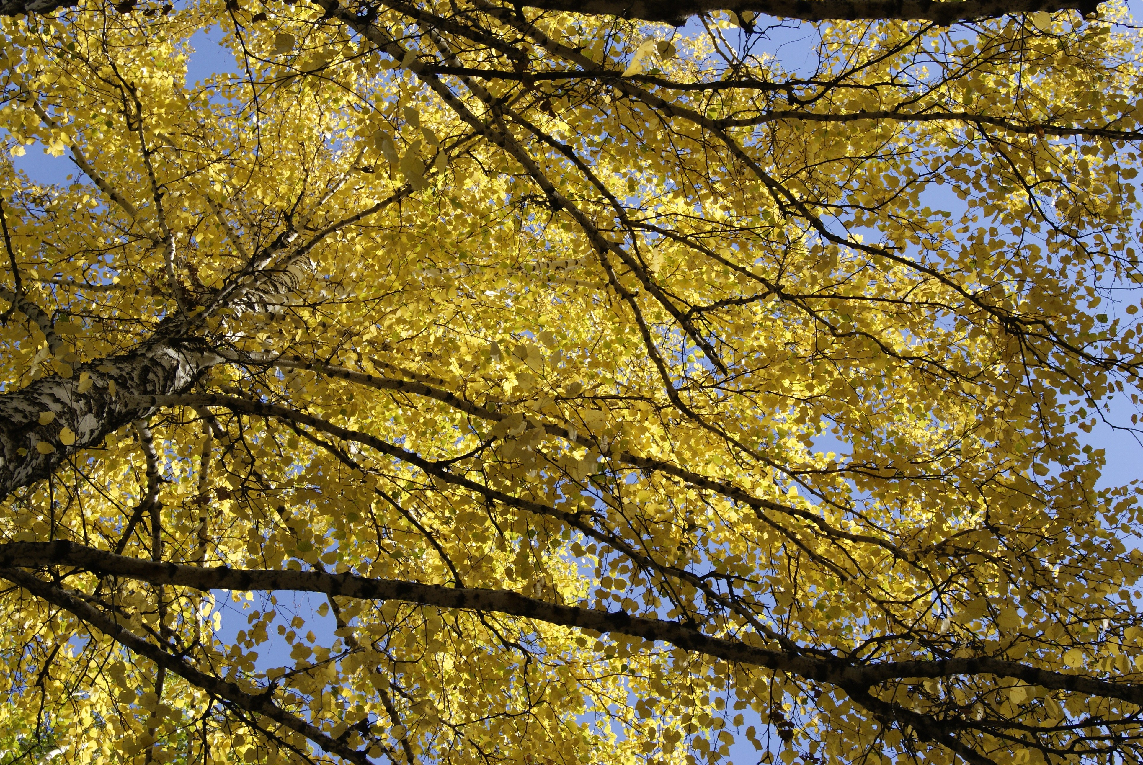 Yellow leaves in autumn
