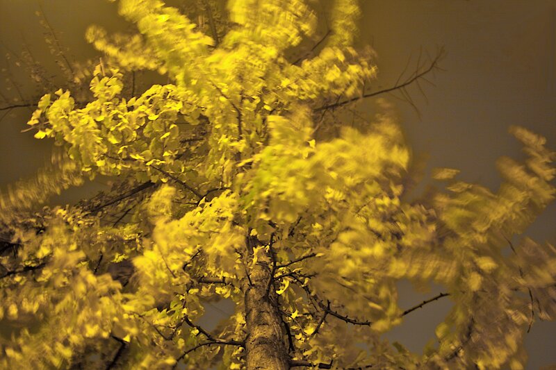 Yellow leaves in motion
