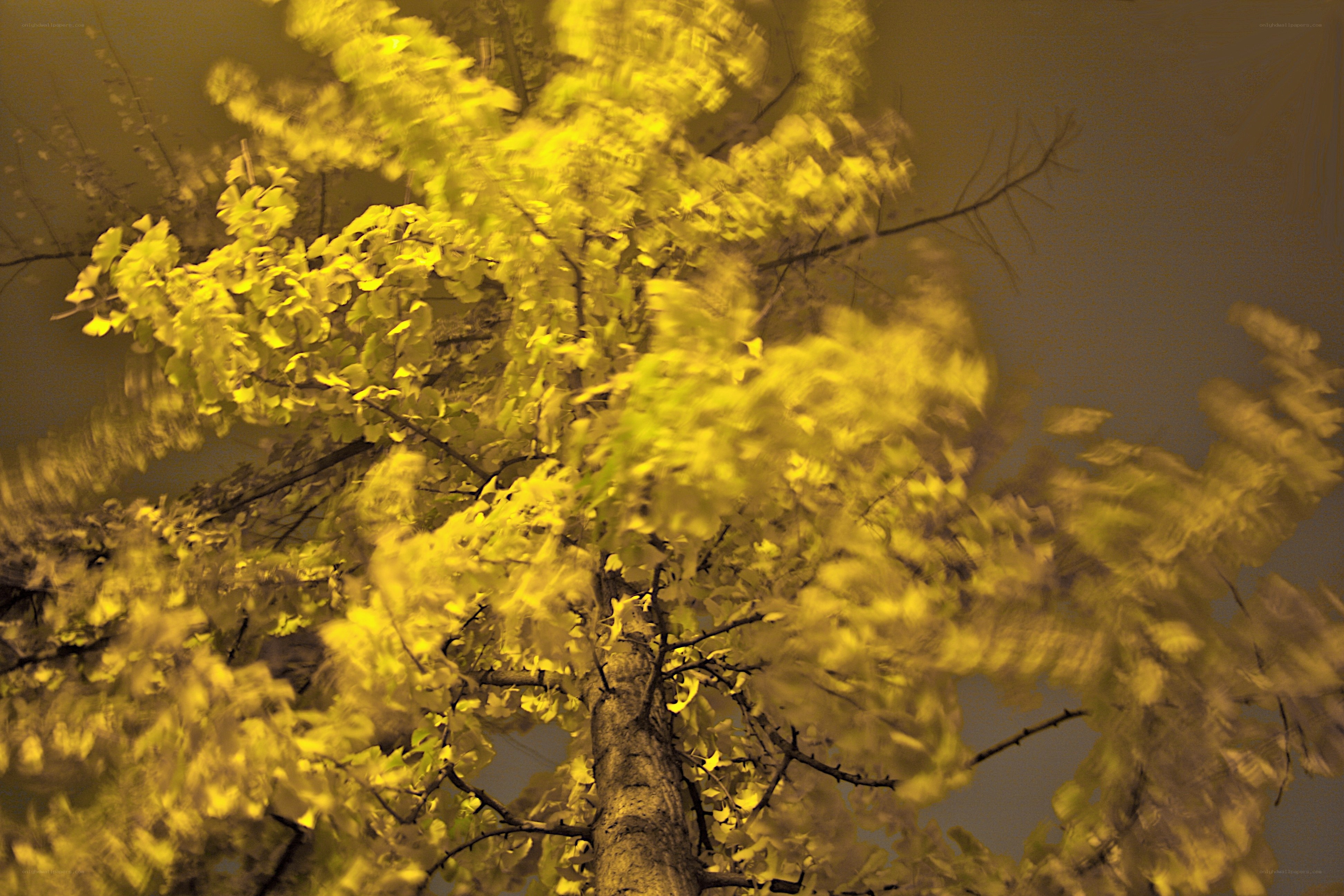 Yellow leaves in motion