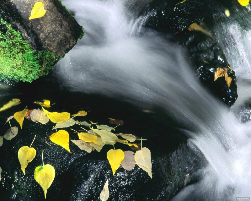 Yellow Leaves in Stream