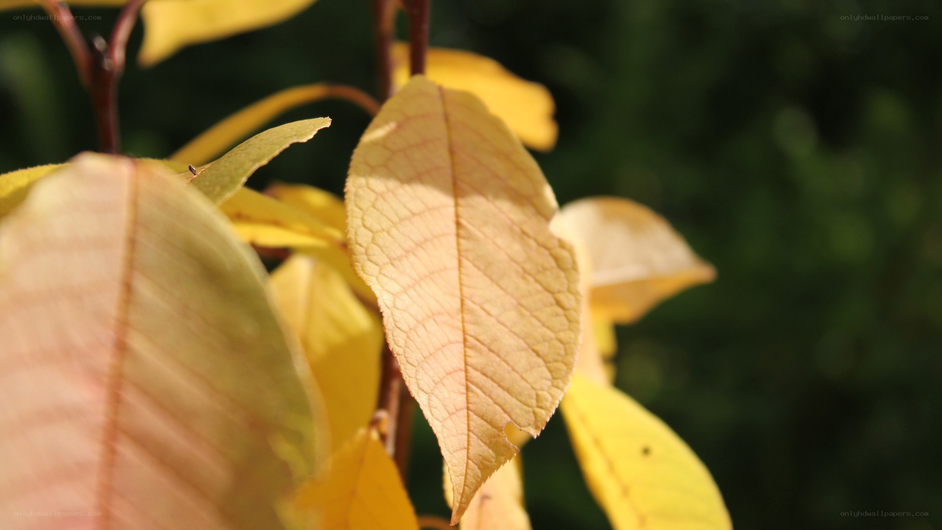yellow leaves in sunlight