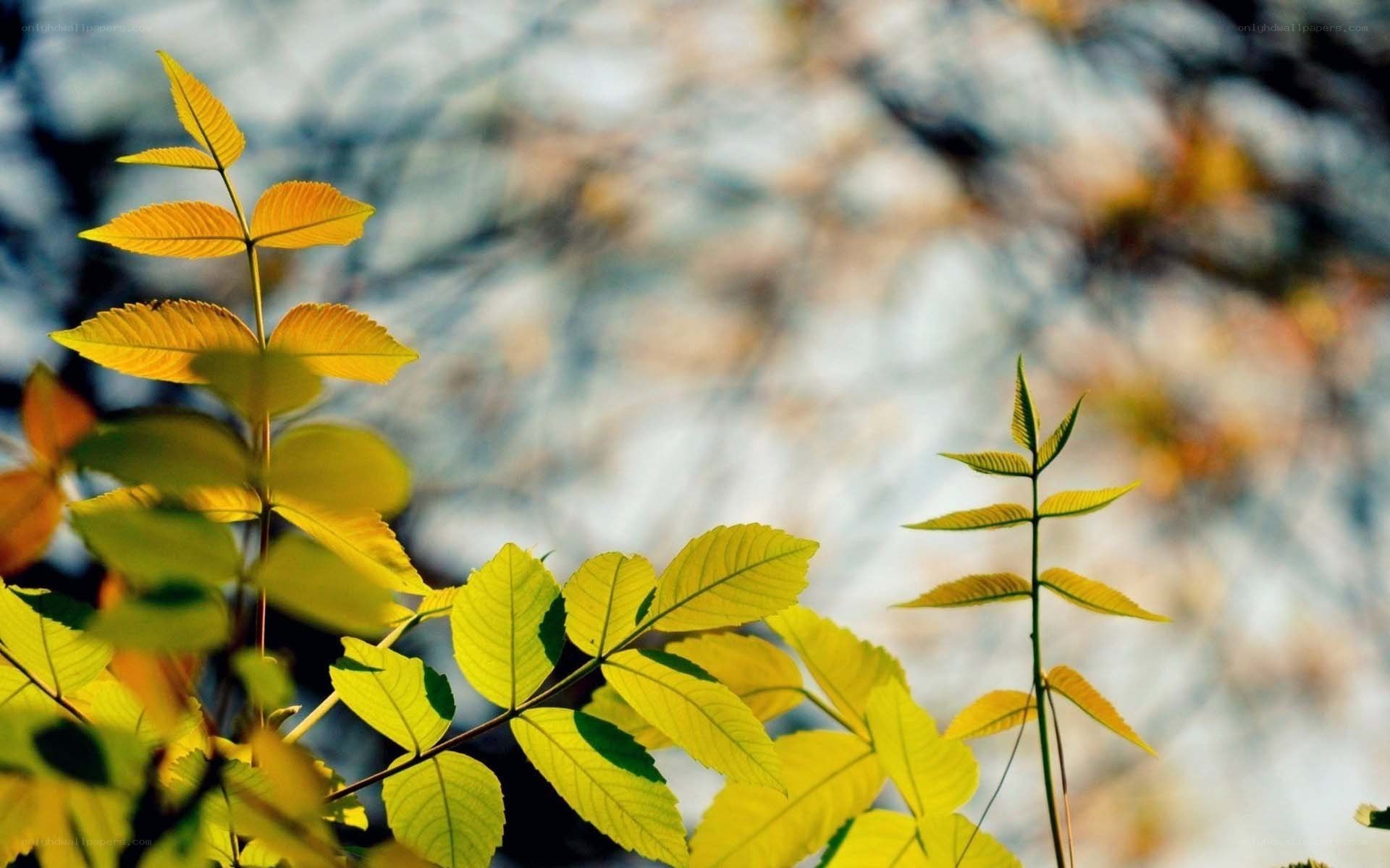 yellow leaves in sunlight