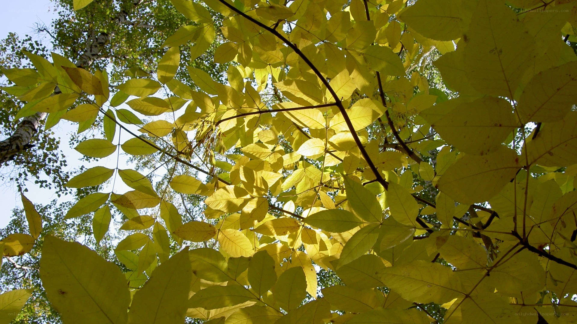 yellow leaves in sunlight