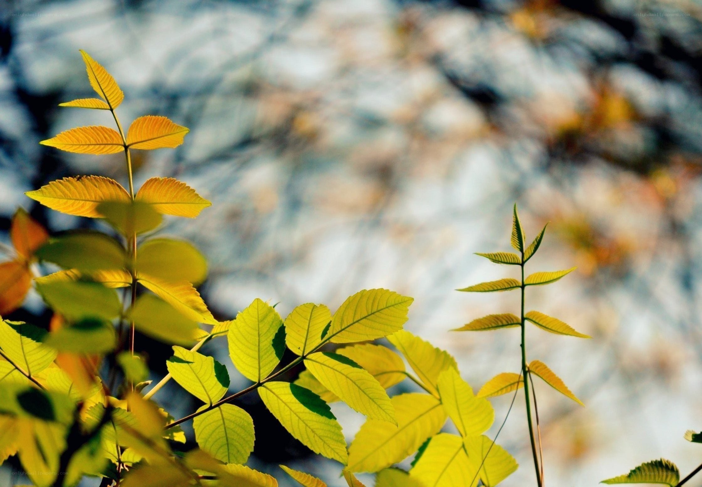 yellow leaves in sunlight