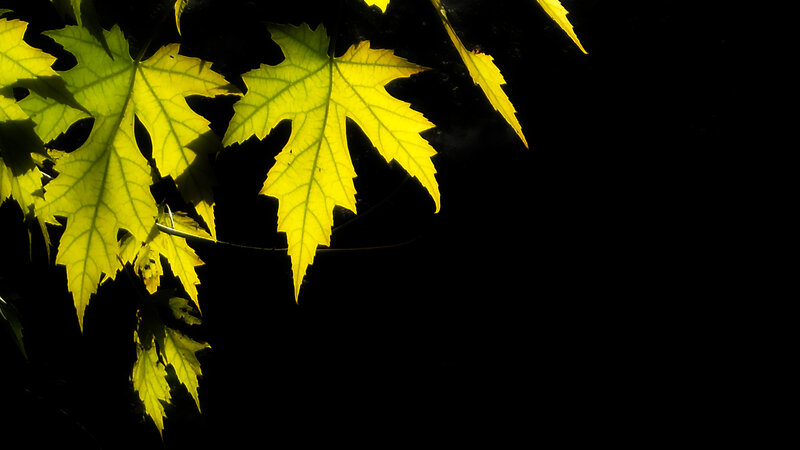 Yellow Leaves in Sunlight — Dramatic
