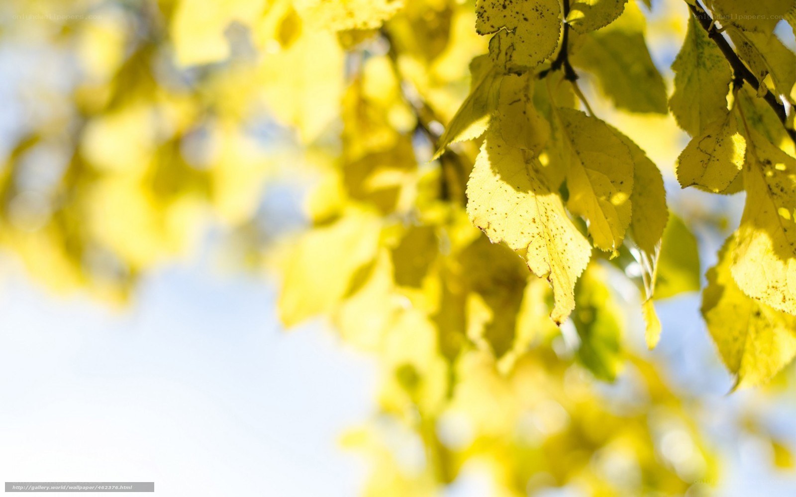 Yellow leaves in sunlight