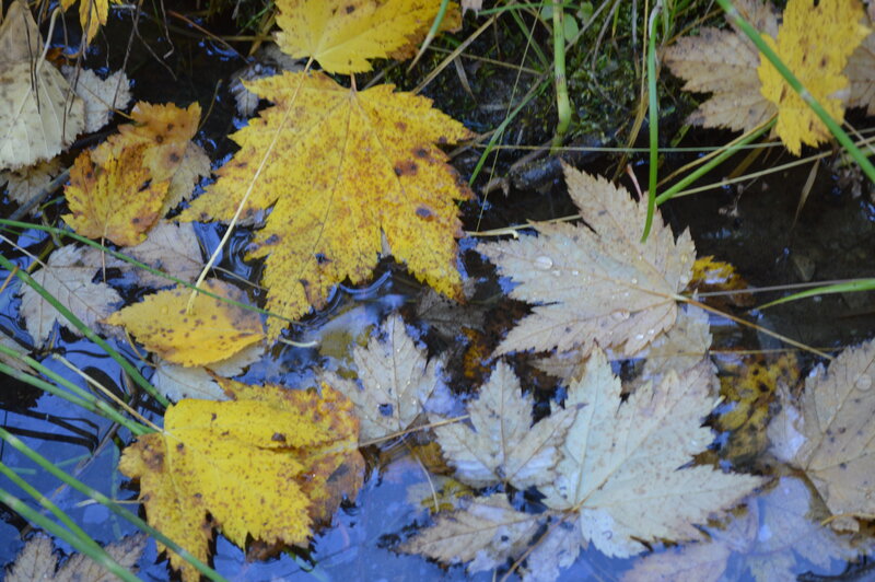 Yellow Leaves in Water