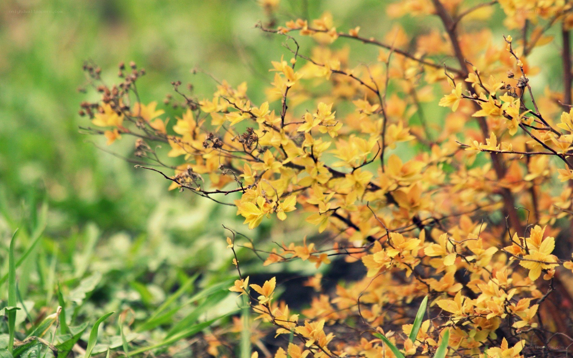 Yellow leaves on a bush
