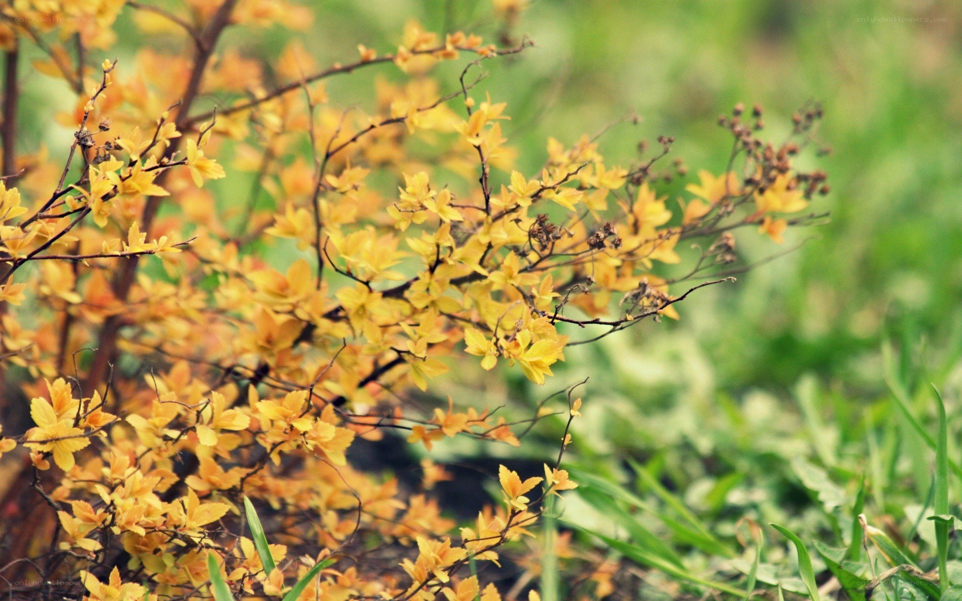 yellow leaves on a bush
