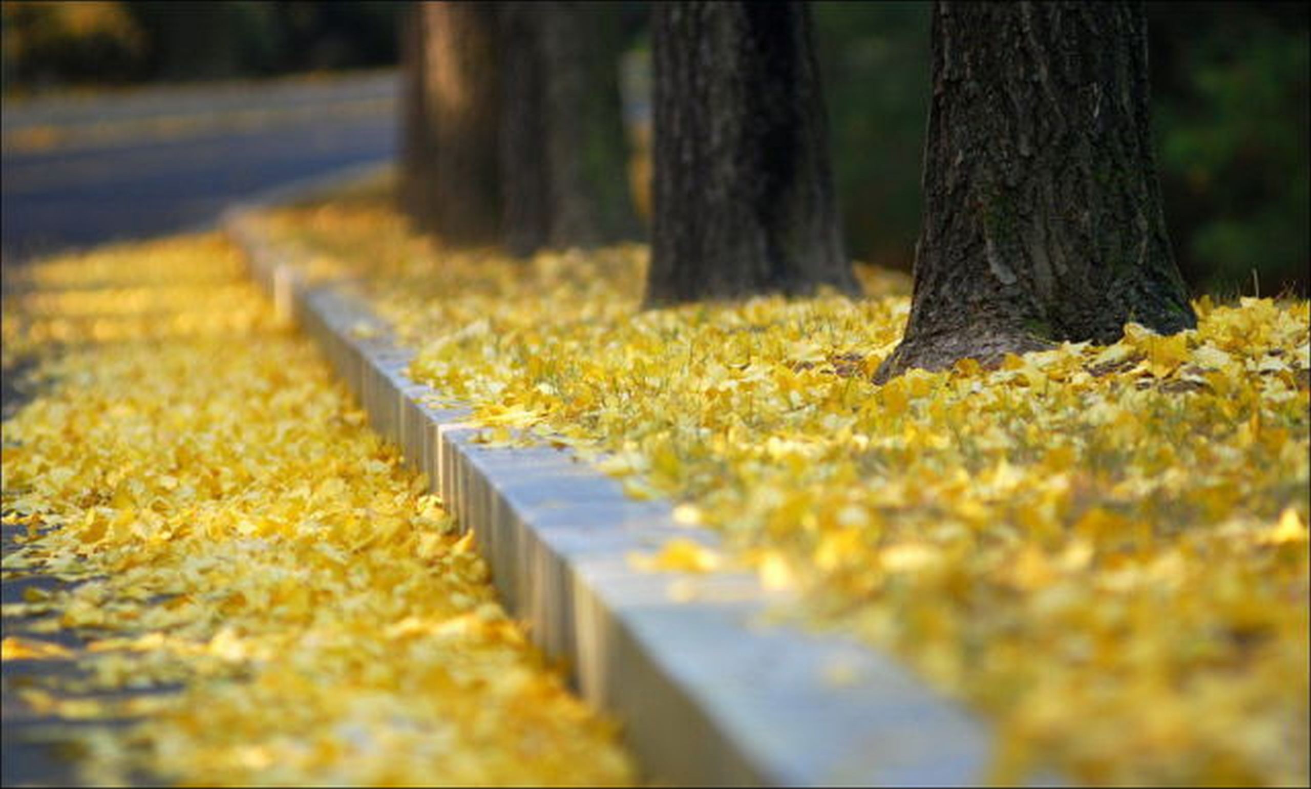 Yellow leaves on a park path