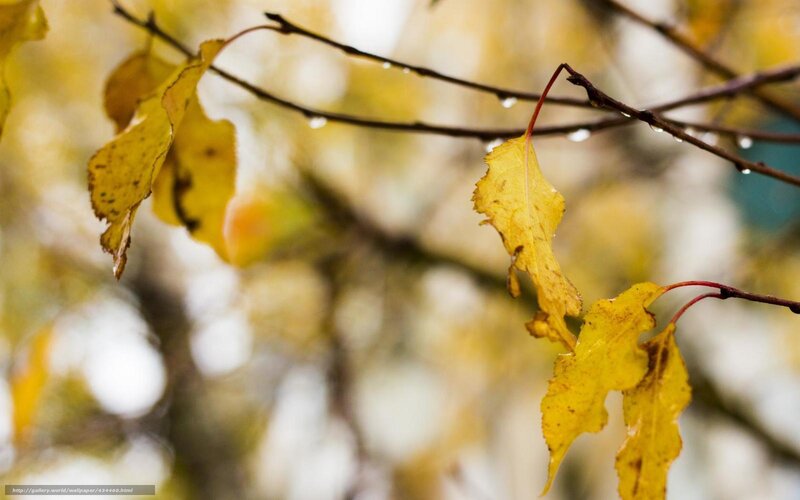 Yellow leaves on a rainy branch