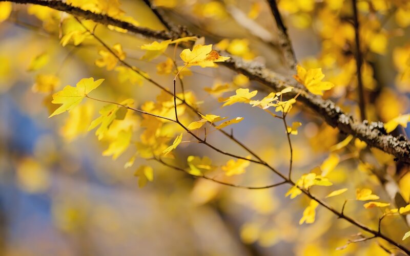 Yellow leaves on a tree branch