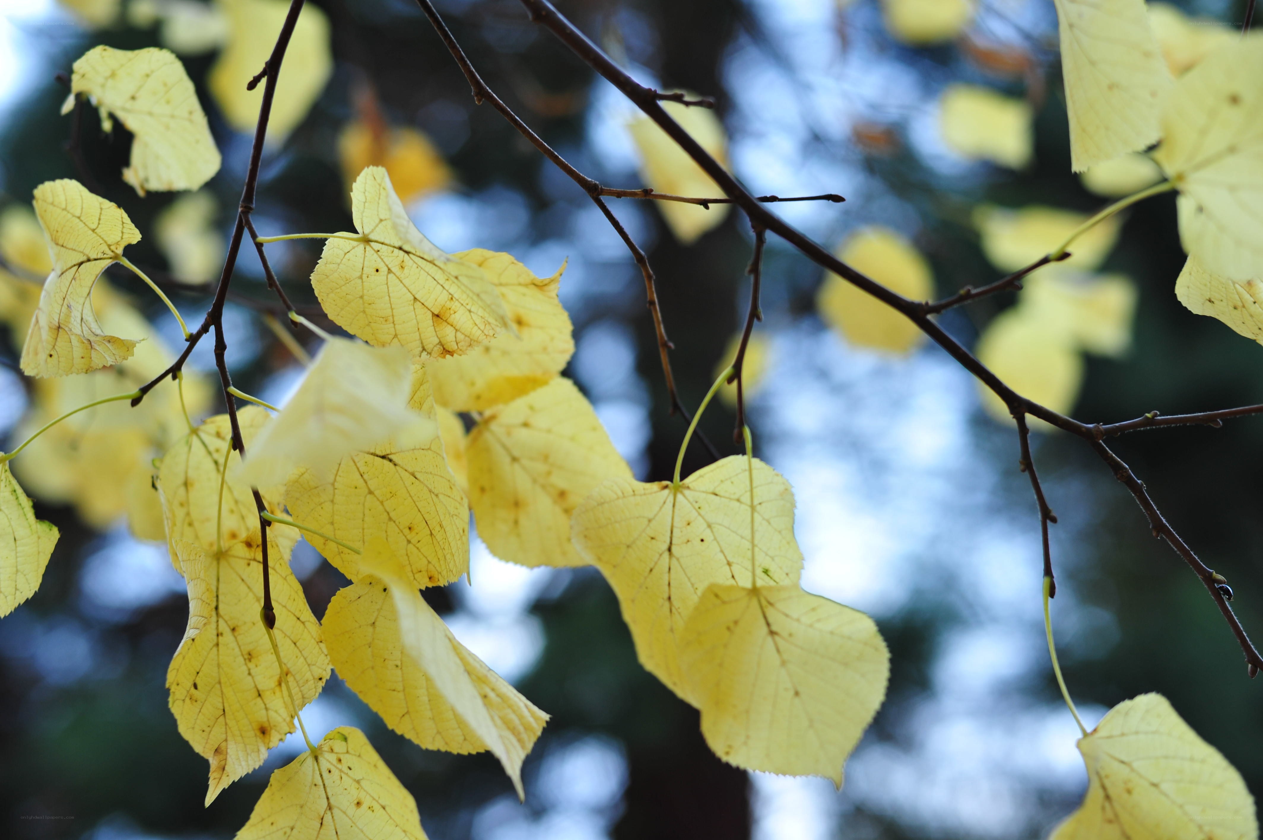 Yellow leaves on a tree branch