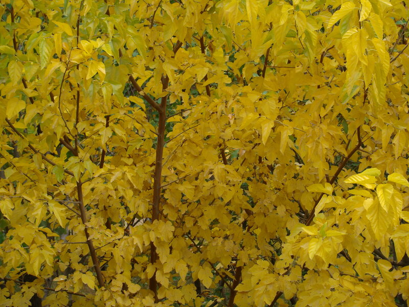 yellow leaves on a tree