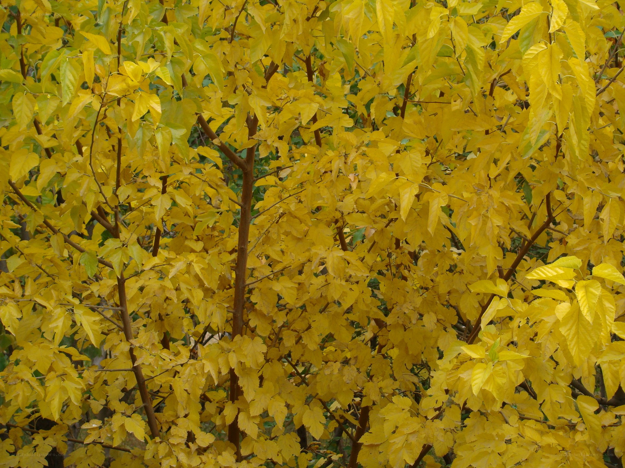 yellow leaves on a tree