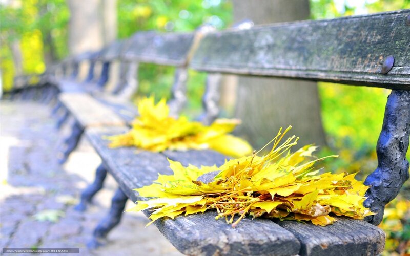 Yellow Leaves on Bench
