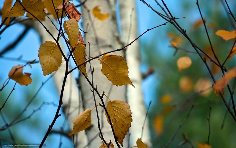 Yellow Leaves on Birch Branches