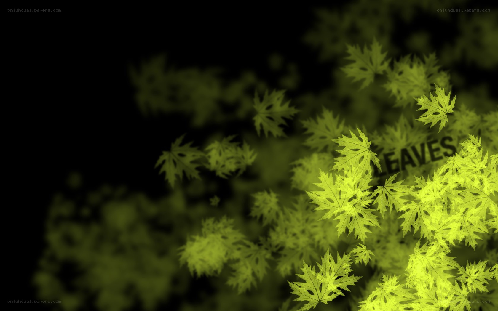 yellow leaves on black background