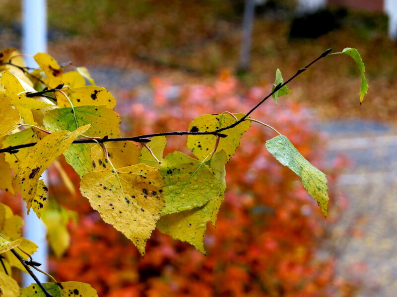 Yellow Leaves on Branch — Calm