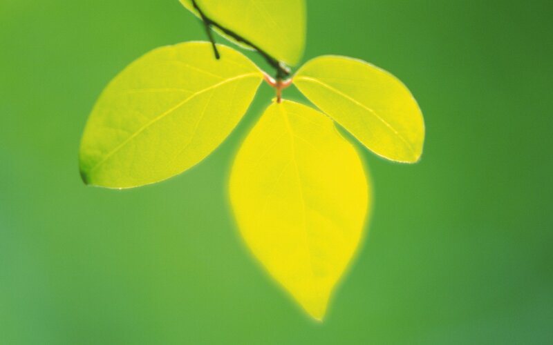 Yellow Leaves on Branch — Green