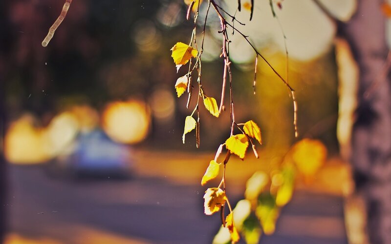 Yellow Leaves on Branch — Serene, Autumn, Photograph, Bokeh