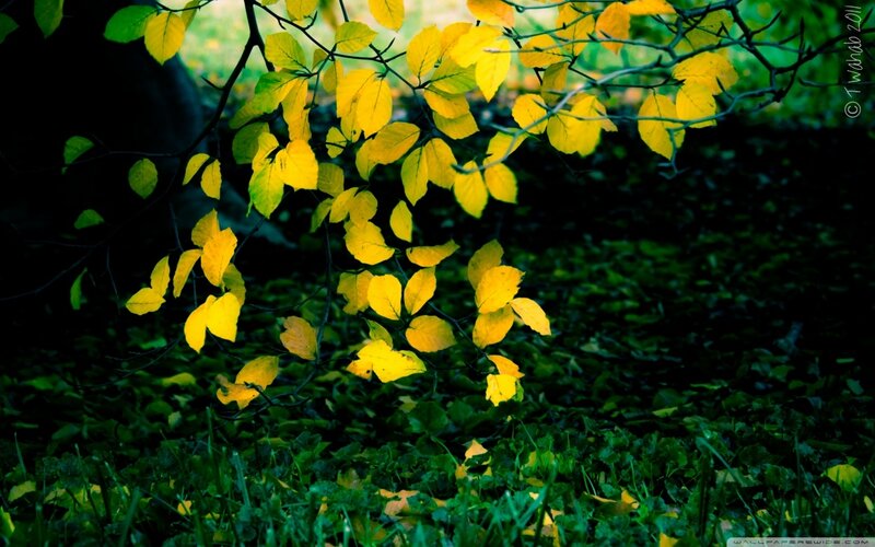Yellow Leaves on Branch — Serene, Autumn, Photograph, Grass