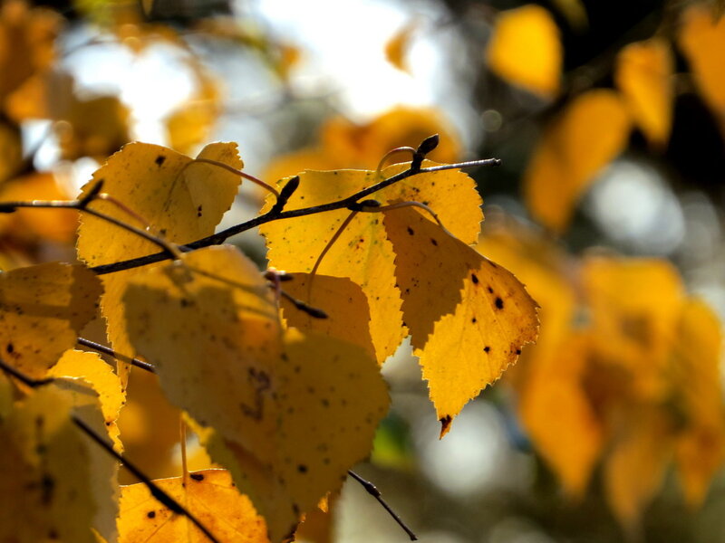 Yellow Leaves on Branch — Serene, Autumn, Photograph, Sunlight