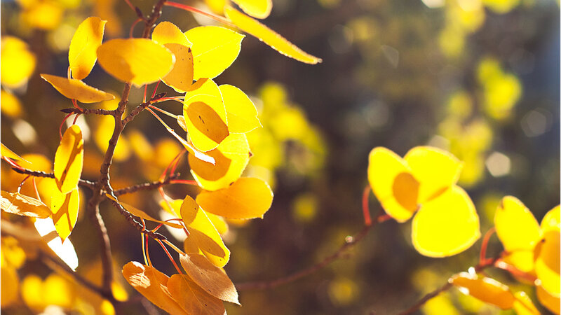 Yellow Leaves on Branch — Serene, Autumn