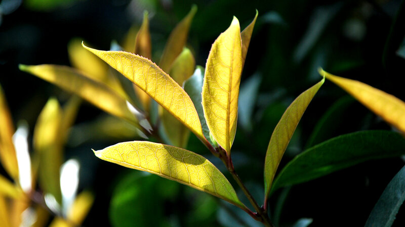 Yellow Leaves on Branch — Serene