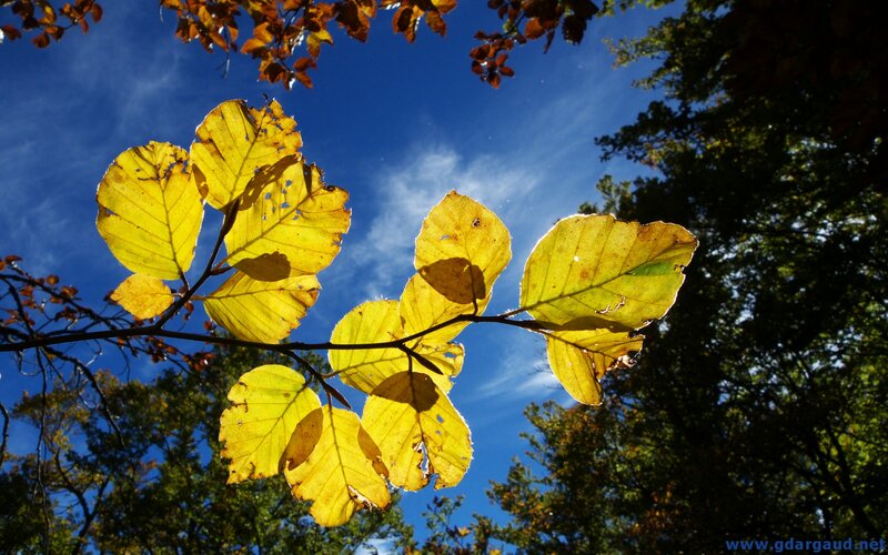 Yellow Leaves on Branch