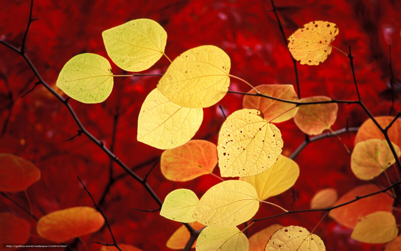 Yellow Leaves on Branches — Dramatic