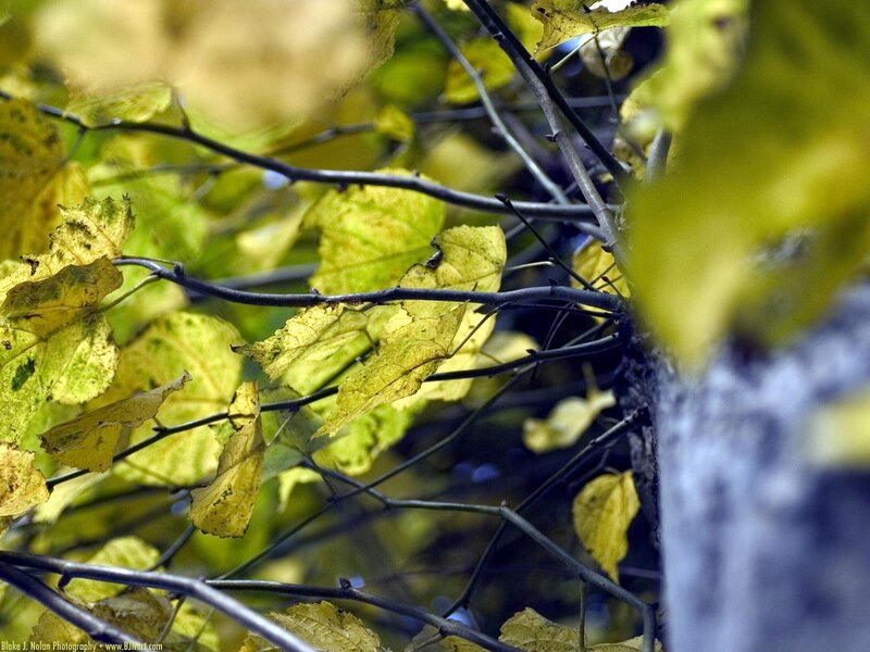 Yellow Leaves on Branches — Green