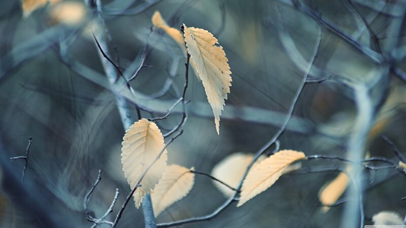 Yellow Leaves on Branches — Serene, Autumn