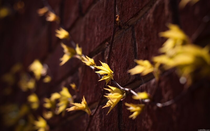 Yellow Leaves on Brick Wall — Serene