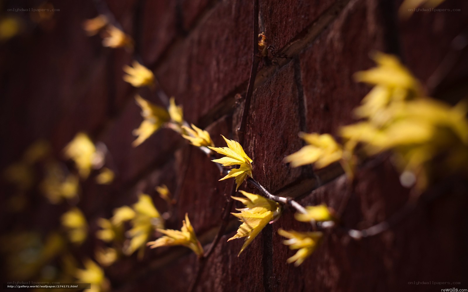 Yellow leaves on brick wall
