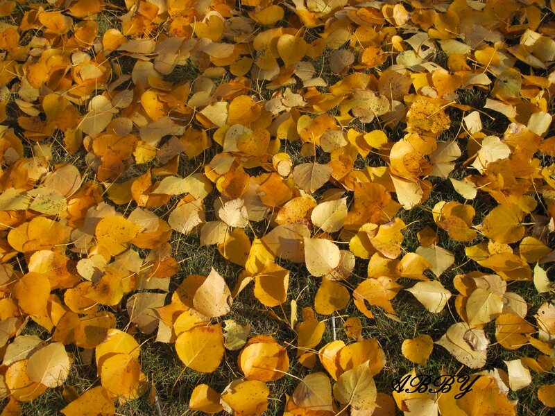 Yellow Leaves on Grass