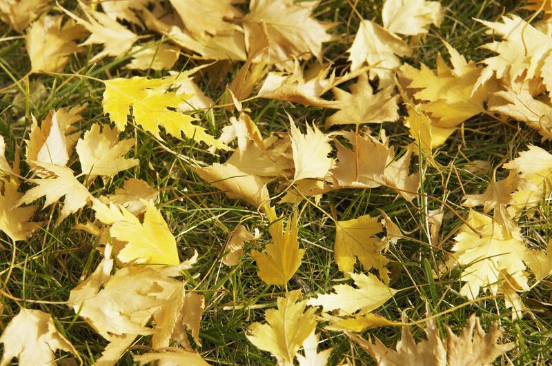 Yellow leaves on green grass