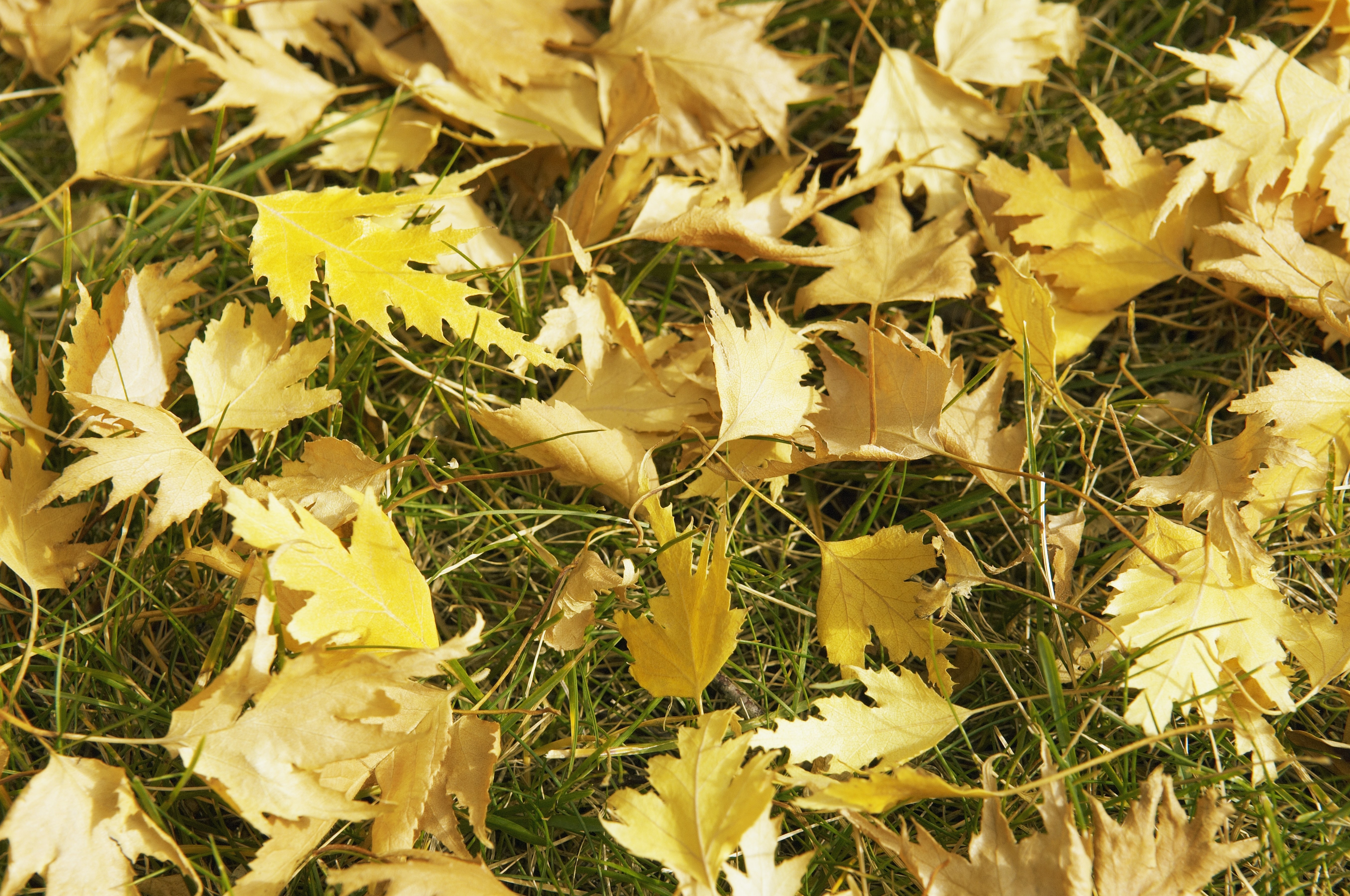 Yellow leaves on green grass