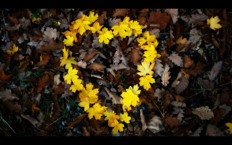 Yellow Leaves on Ground — Calm, Autumn, Photograph, Forest Floor