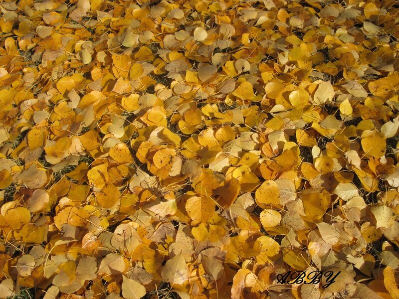 Yellow Leaves on Ground — Calm, Autumn