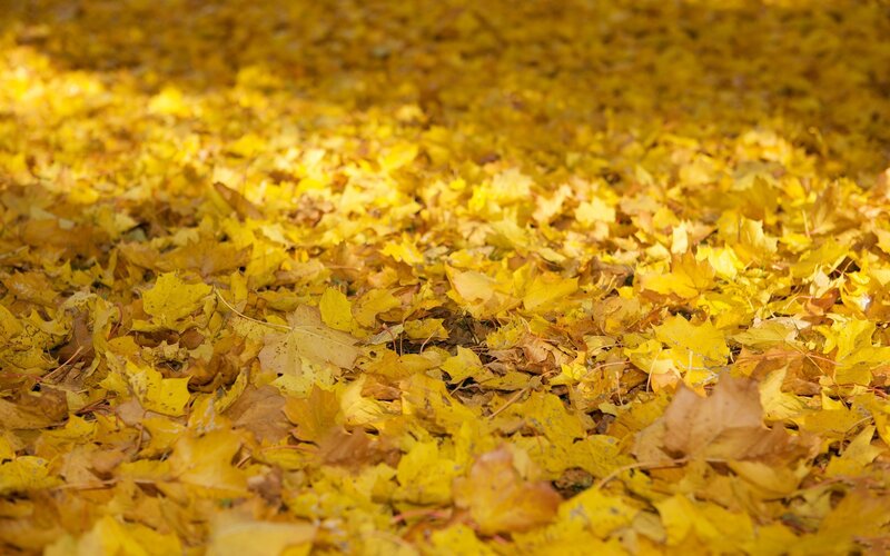 Yellow Leaves on Ground — Serene, Autumn, Photograph, Sunlight, Brown