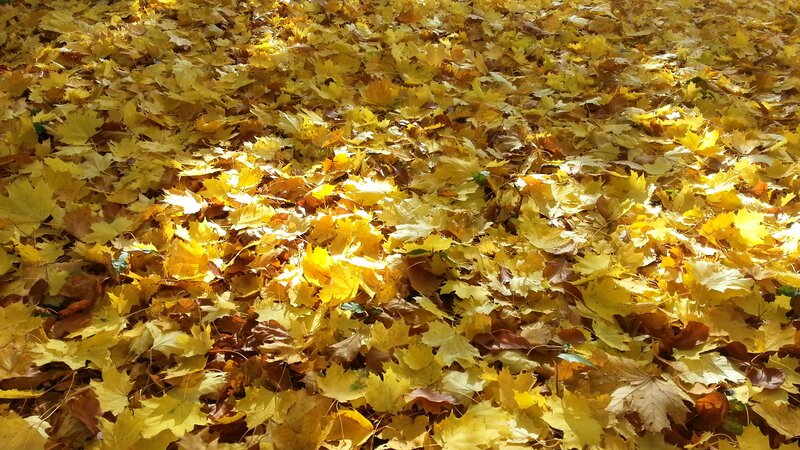 Yellow Leaves on Ground — Serene, Autumn