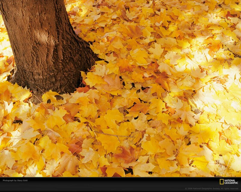 Yellow Leaves on Ground — Serene