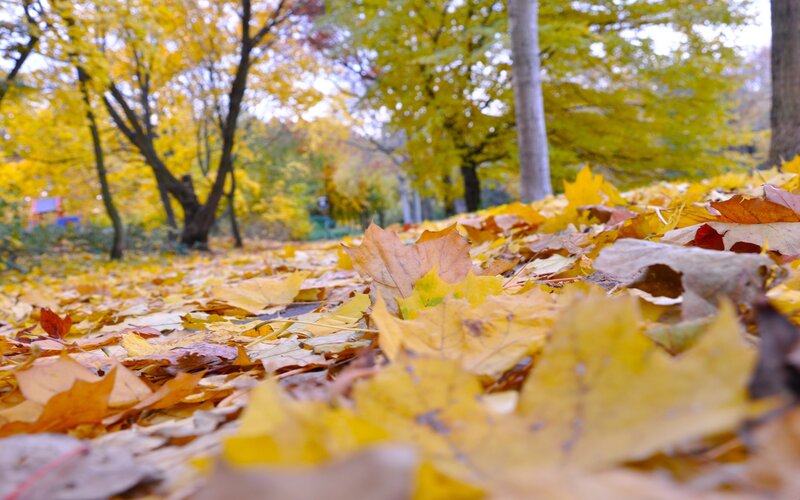 Yellow Leaves on Ground