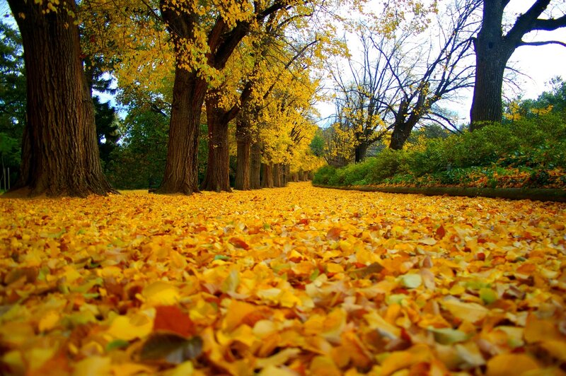 Yellow Leaves on Path
