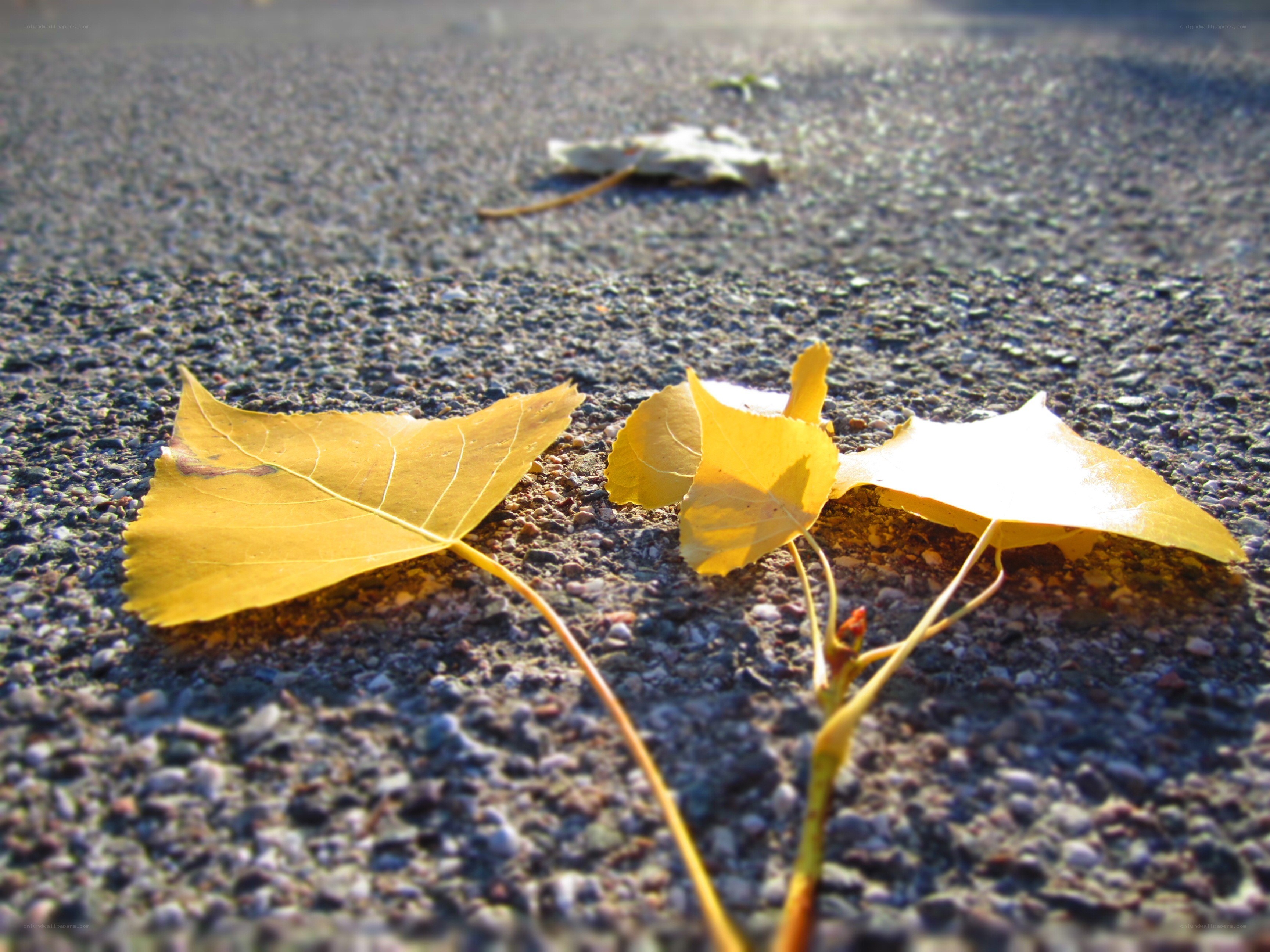 Yellow leaves on pavement