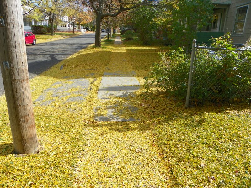 Yellow Leaves on Sidewalk
